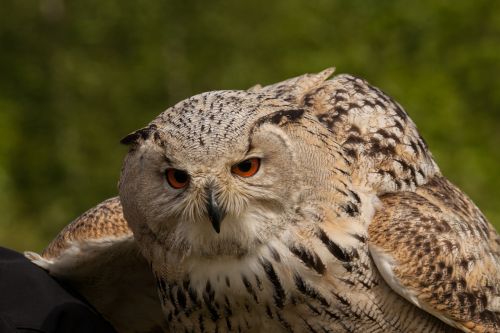 owl eagle owl eyes