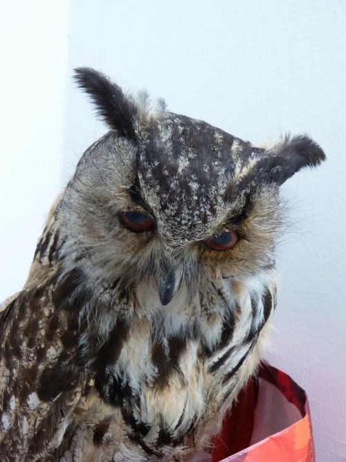 owl eagle owl bird