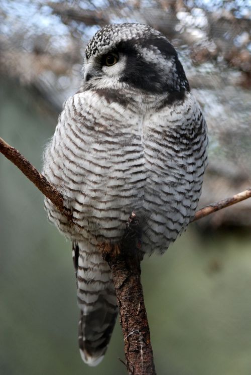 owl wildlife close-up