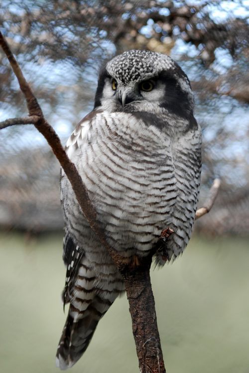 owl wildlife close-up