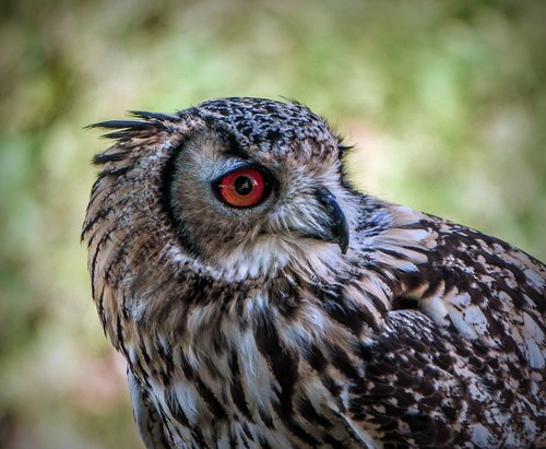 owl  birds  plumage