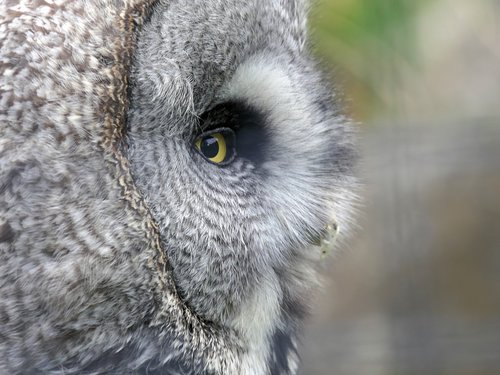 owl  eye  close up