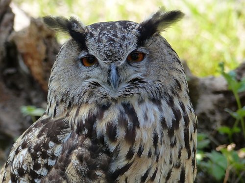 owl  eagle owl  bird