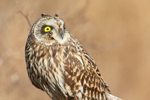 owl  short eared owl  bird