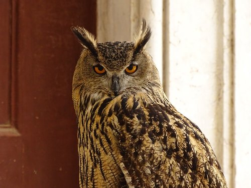 owl  animal  eyes