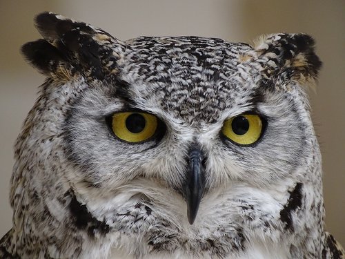 owl  animal  eyes