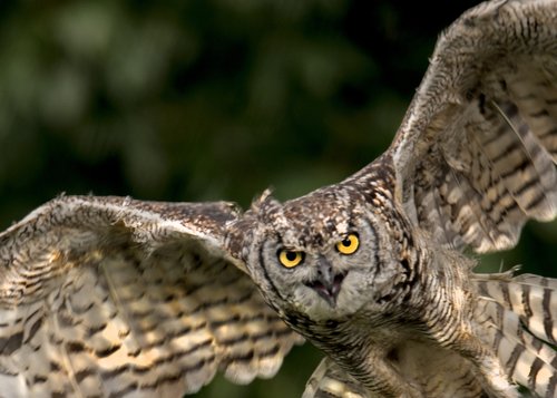 owl  bird  animal world