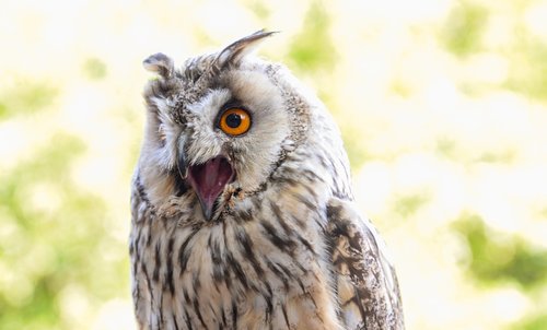 owl  squeek  bird