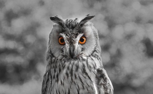 owl  orange  eyes