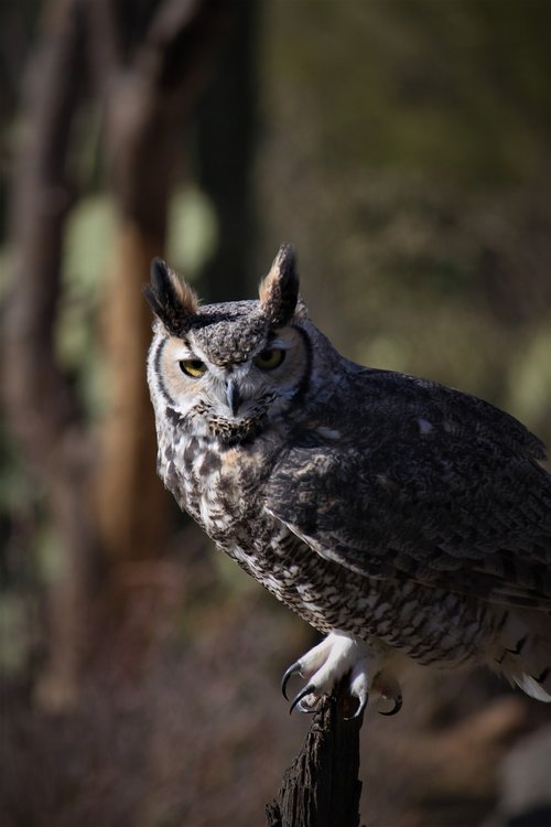 owl  arizona  great horned