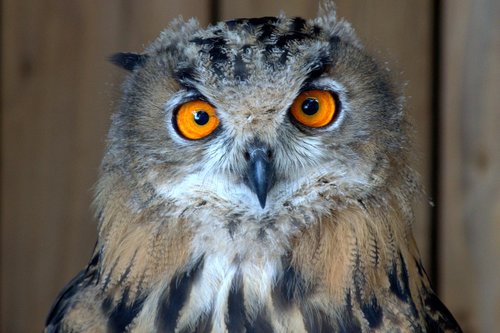 owl  bird  eyes