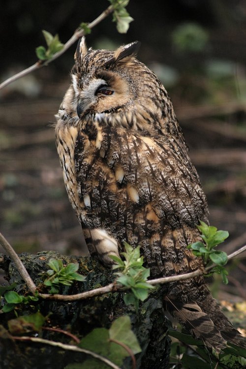 owl  owls  bird