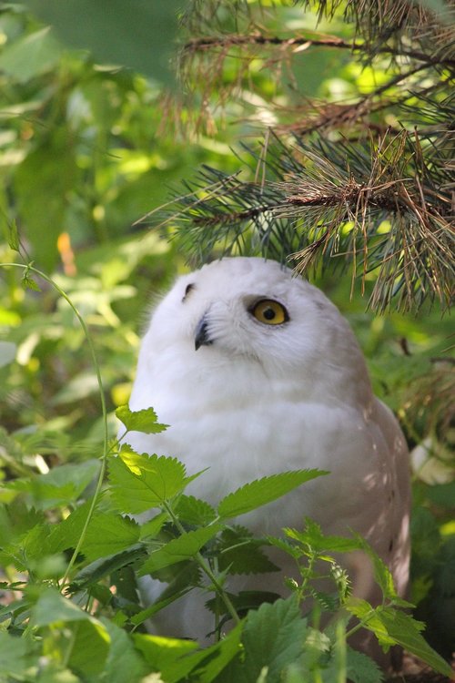 owl  snowy owl  bird