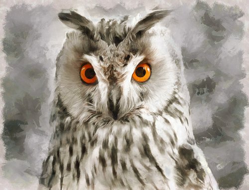 owl  eyes  grey