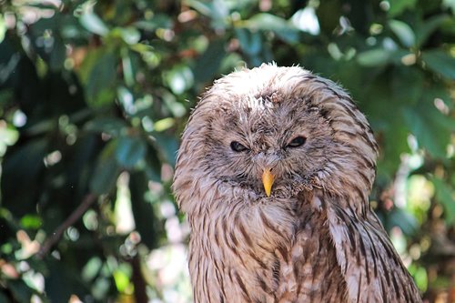owl  bird of prey  raptor