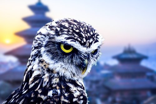 owl  city  cities
