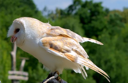 owl  white  animal