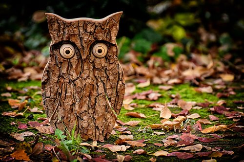 owl  tree bark  animal