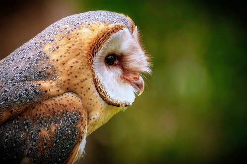 owl  barn owl  bird