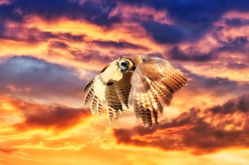 owl  flight  sunrise