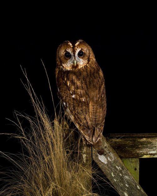 owl  bird  night