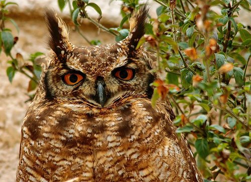 owl  south africa  bird