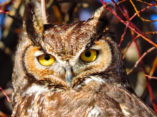 owl  great horned  bird