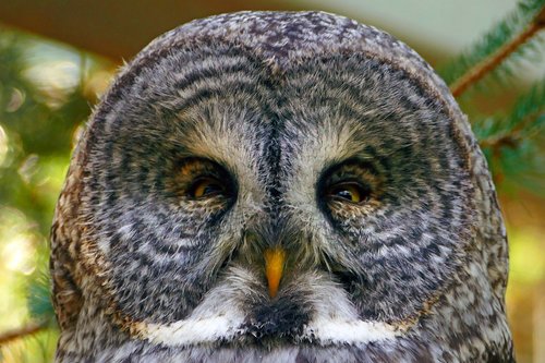owl  great grey  head
