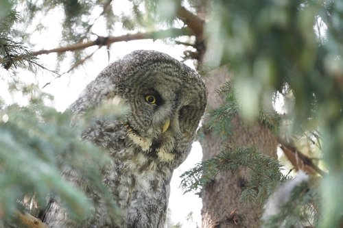 owl  tree  bird