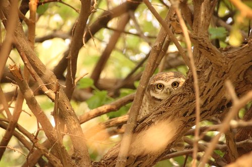 owl  bird  hiding