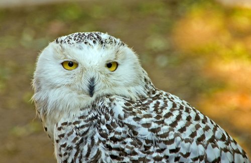 owl  nature  bird
