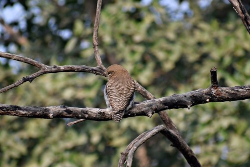 owl  bird  sitting