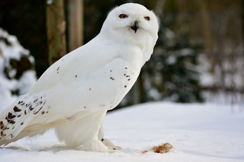 owl  snow  bird of prey