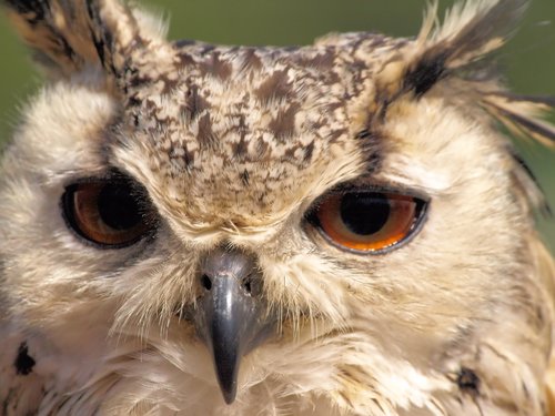 owl  portrait  bird