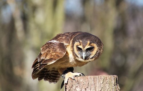 owl  bird  nature