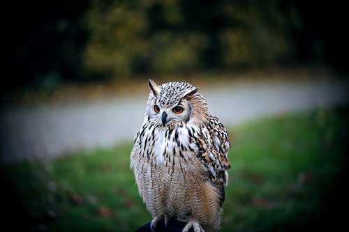 owl  bird  nature