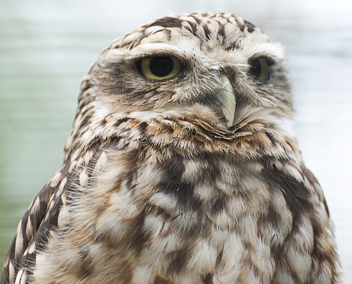 owl  animal portrait  plumage