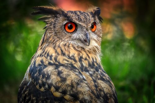 owl  eagle owl  bird