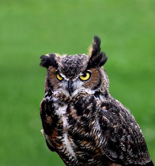 owl  animal  bird