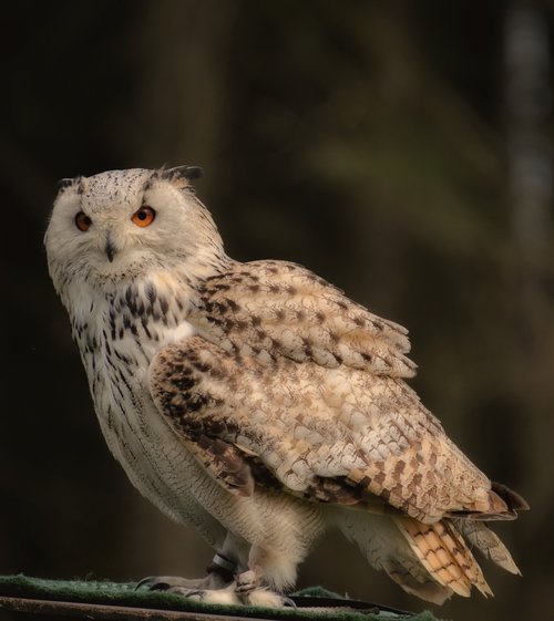 owl  bird  feather