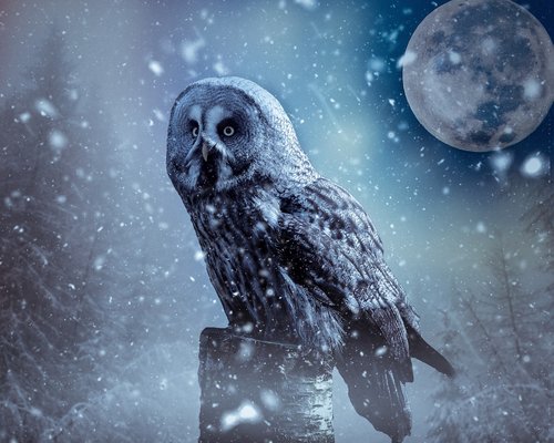 owl  moon  atmosphere