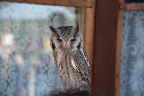 owl  bird  falconry