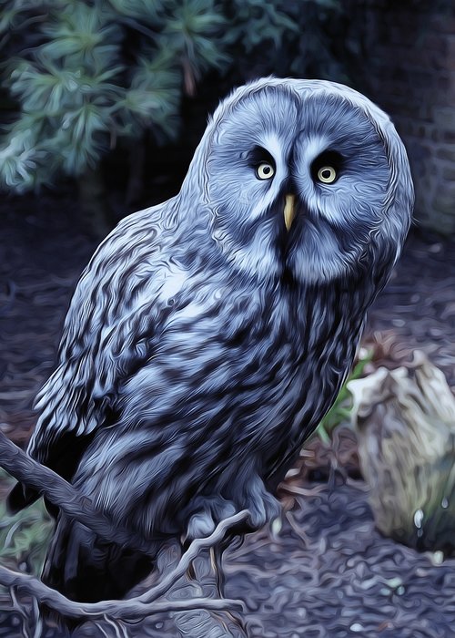 owl  bird  night bird