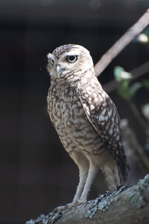 owl  young  bird