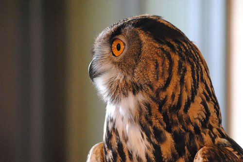 owl  bird  raptor