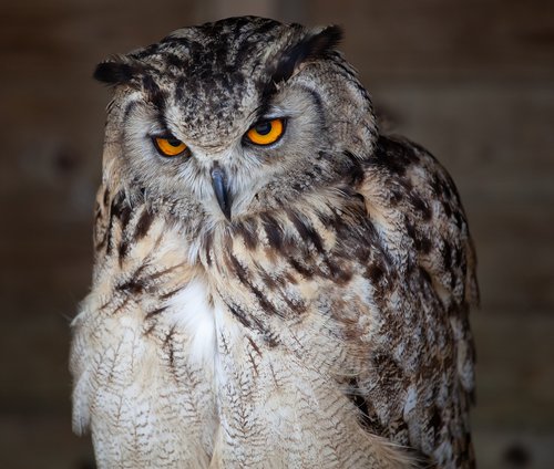 owl  raptor  feathers