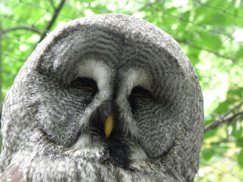 owl head bird