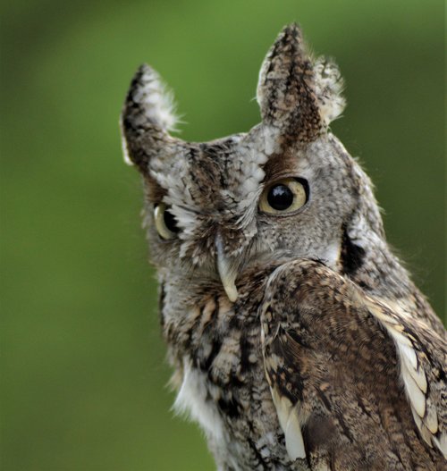 owl  raptor  falconry