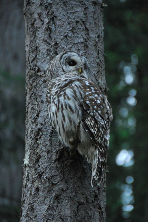 owl tree perched