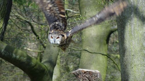 owl eagle owl forest